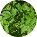 Agrimonia Pilosa Extract