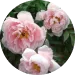 Paeonia Suffruticosa Root Extract
