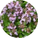 Thymus Serpillum Extract