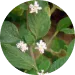Cystoseira Tamariscifolia Extract
