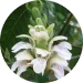 Alpinia Katsumadai Seed Extract