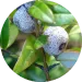 Propylene Glycol (and) Vaccinium Myrtillus Extract 